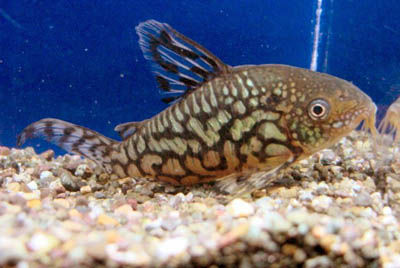 Corydoras geryi